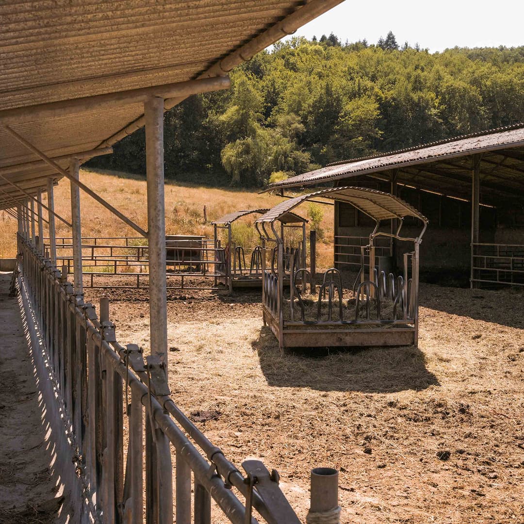 35,6 ha en élevage de brebis laitières Bio - Élevage en Nouvelle-Aquitaine | Hectarea - 8