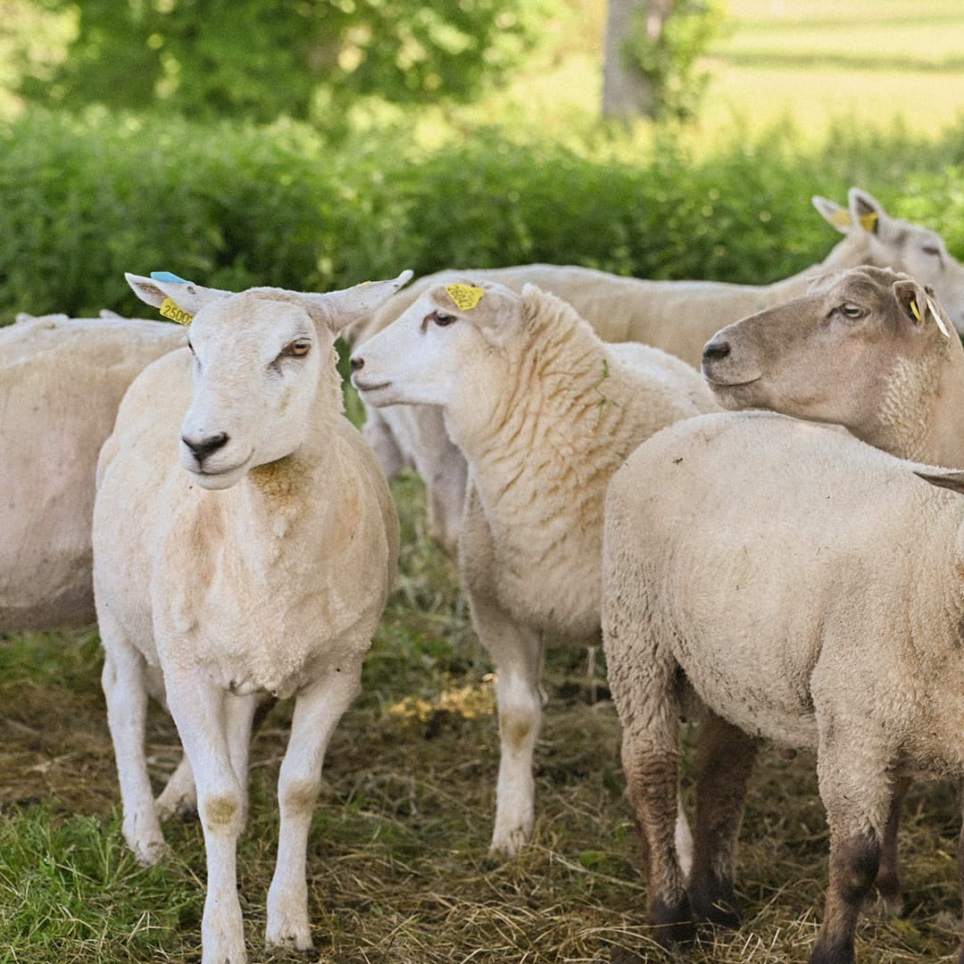 35,6 ha en élevage de brebis laitières Bio - Élevage en Nouvelle-Aquitaine | Hectarea - 9
