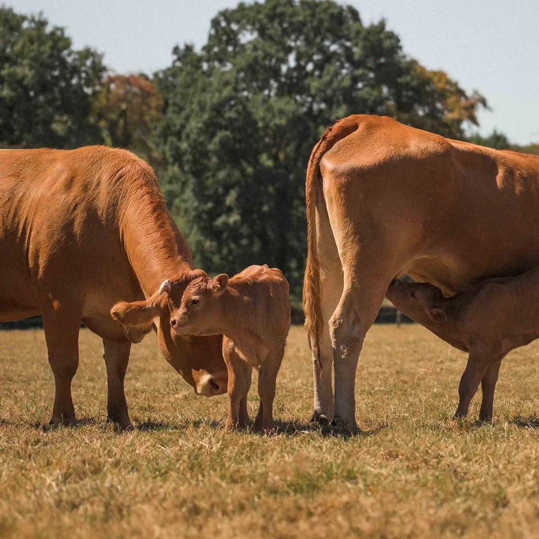 24 ha en élevage de Limousines - prairies naturelles - Élevage en Normandie | Hectarea - 1