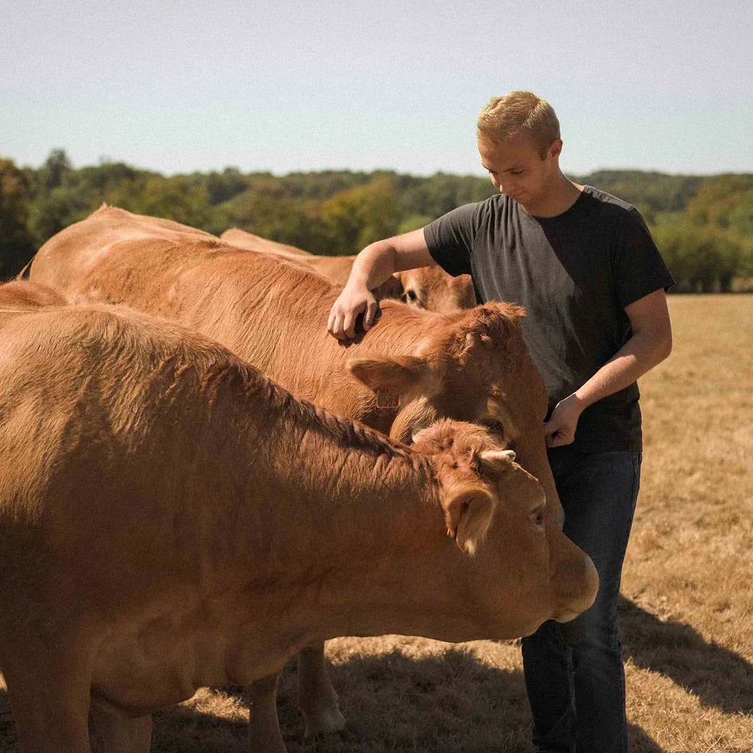 24 ha en élevage de Limousines - prairies naturelles - Élevage en Normandie | Hectarea - 4