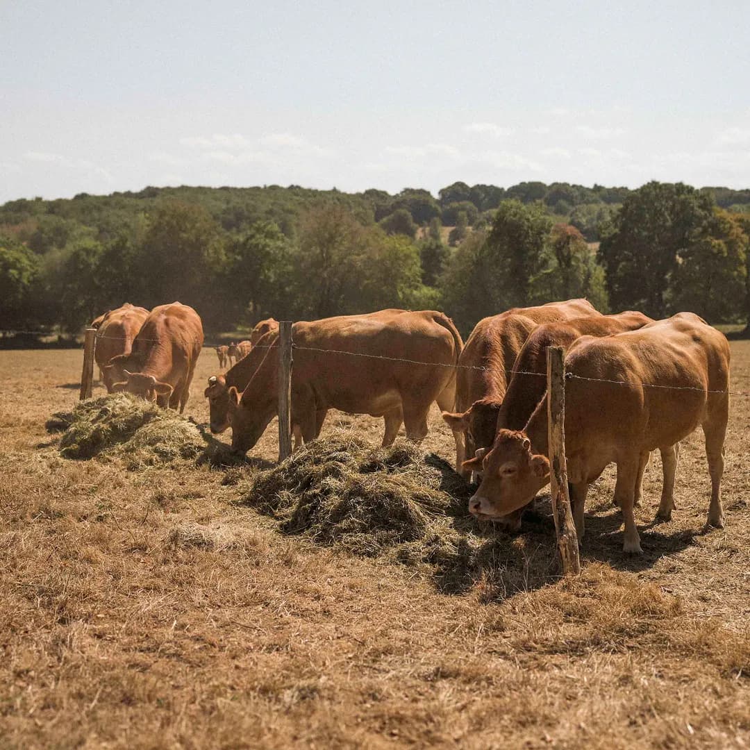 24 ha en élevage de Limousines - prairies naturelles - Élevage en Normandie | Hectarea - 5