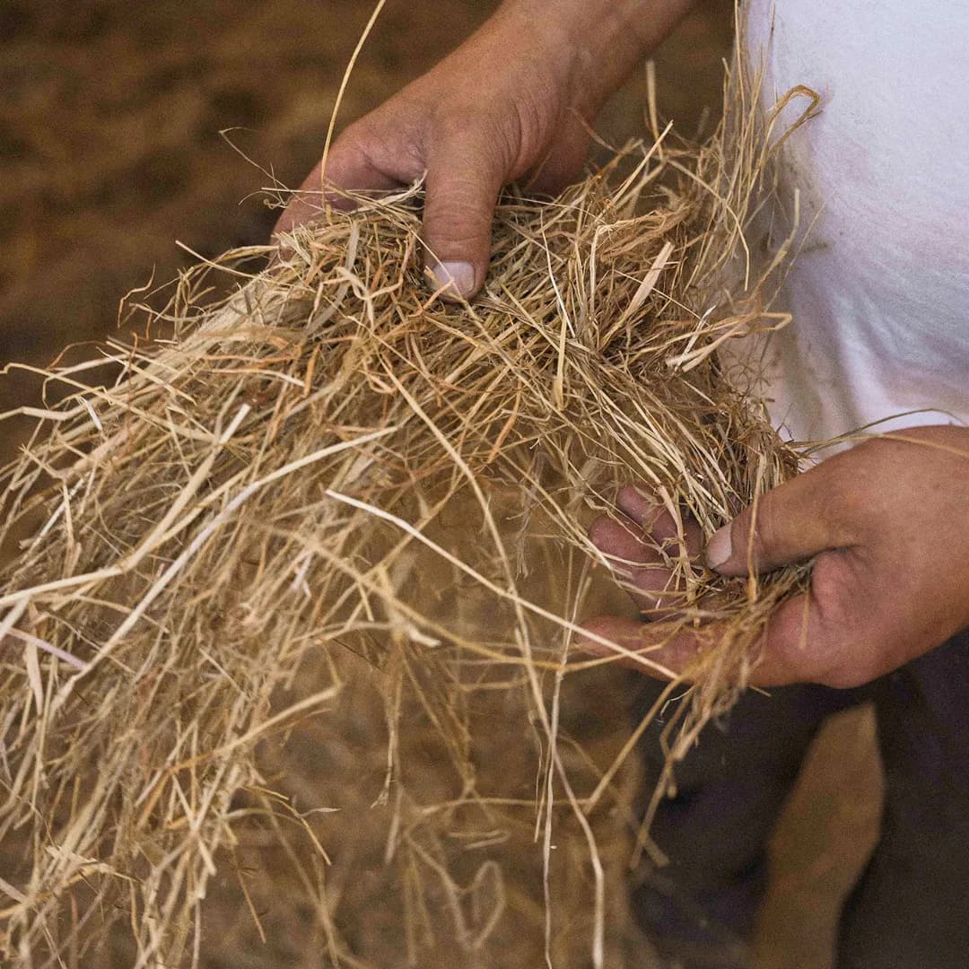 24 ha en élevage de Limousines - prairies naturelles - Élevage en Normandie | Hectarea - 8