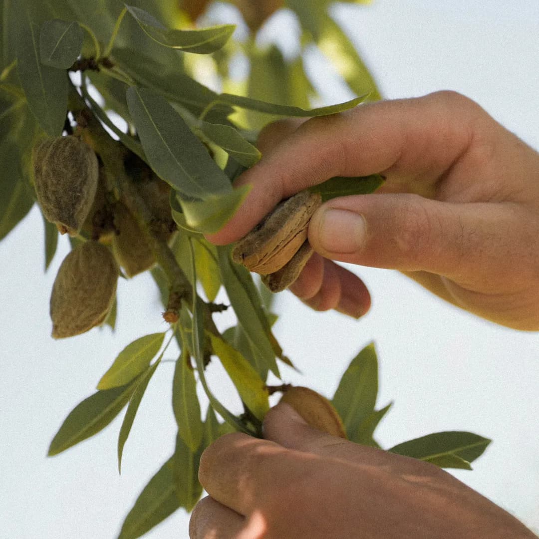 16,3 ha en arboriculture - 3 variétés d’amandes - Arboriculture en Nouvelle-Aquitaine | Hectarea - 2