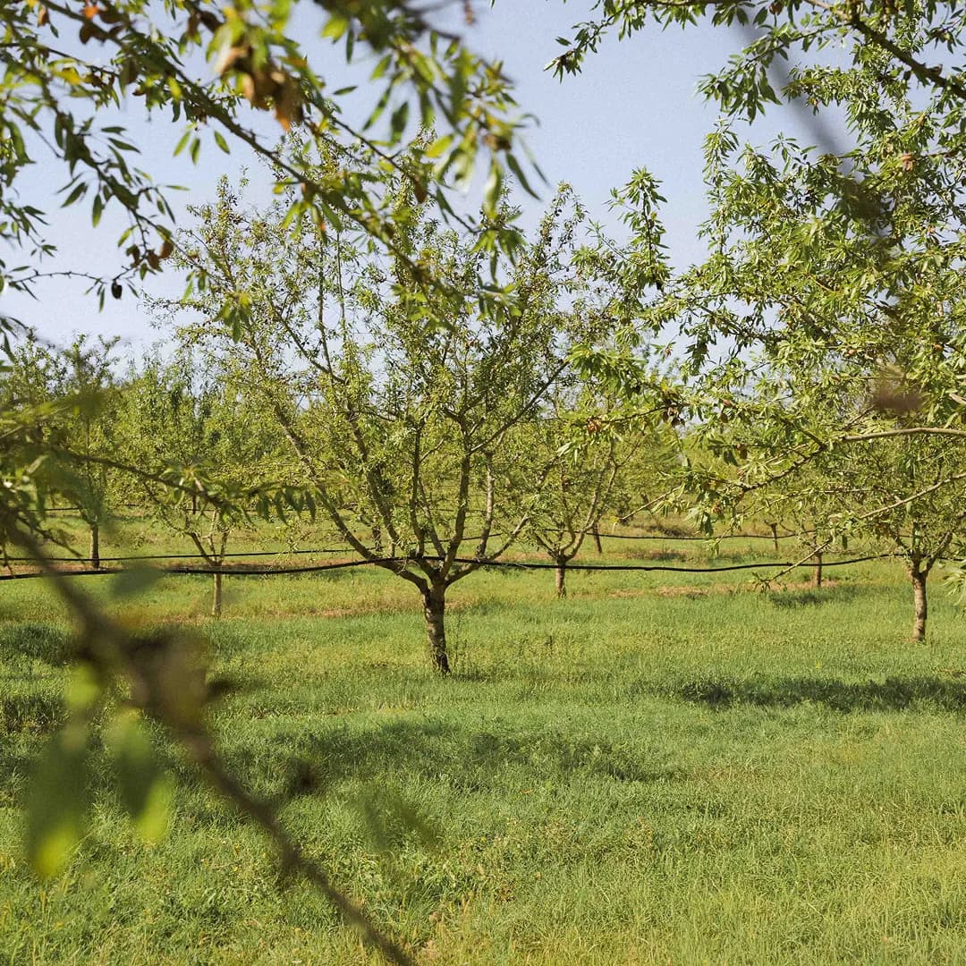 16,3 ha en arboriculture - 3 variétés d’amandes - Arboriculture en Nouvelle-Aquitaine | Hectarea - 3
