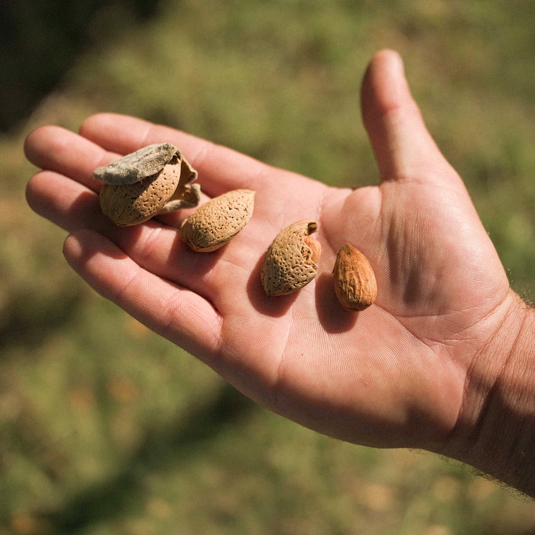 16,3 ha en arboriculture - 3 variétés d’amandes - Arboriculture en Nouvelle-Aquitaine | Hectarea - 4