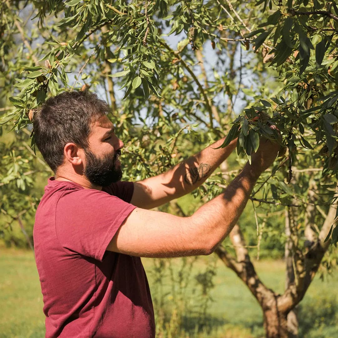 16,3 ha en arboriculture - 3 variétés d’amandes - Arboriculture en Nouvelle-Aquitaine | Hectarea - 8