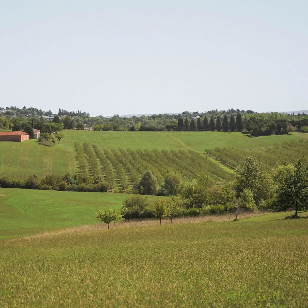 16,3 ha en arboriculture - 3 variétés d’amandes - Arboriculture en Nouvelle-Aquitaine | Hectarea - 9