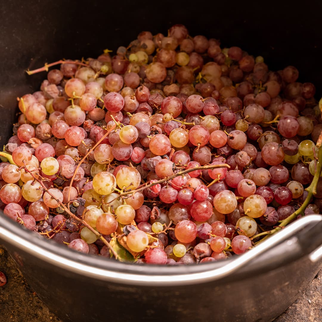 16,4 ha en vergers éco-responsables - Pommes Pink Lady - Arboriculture en Tarn-et-Garonne | Hectarea - 1