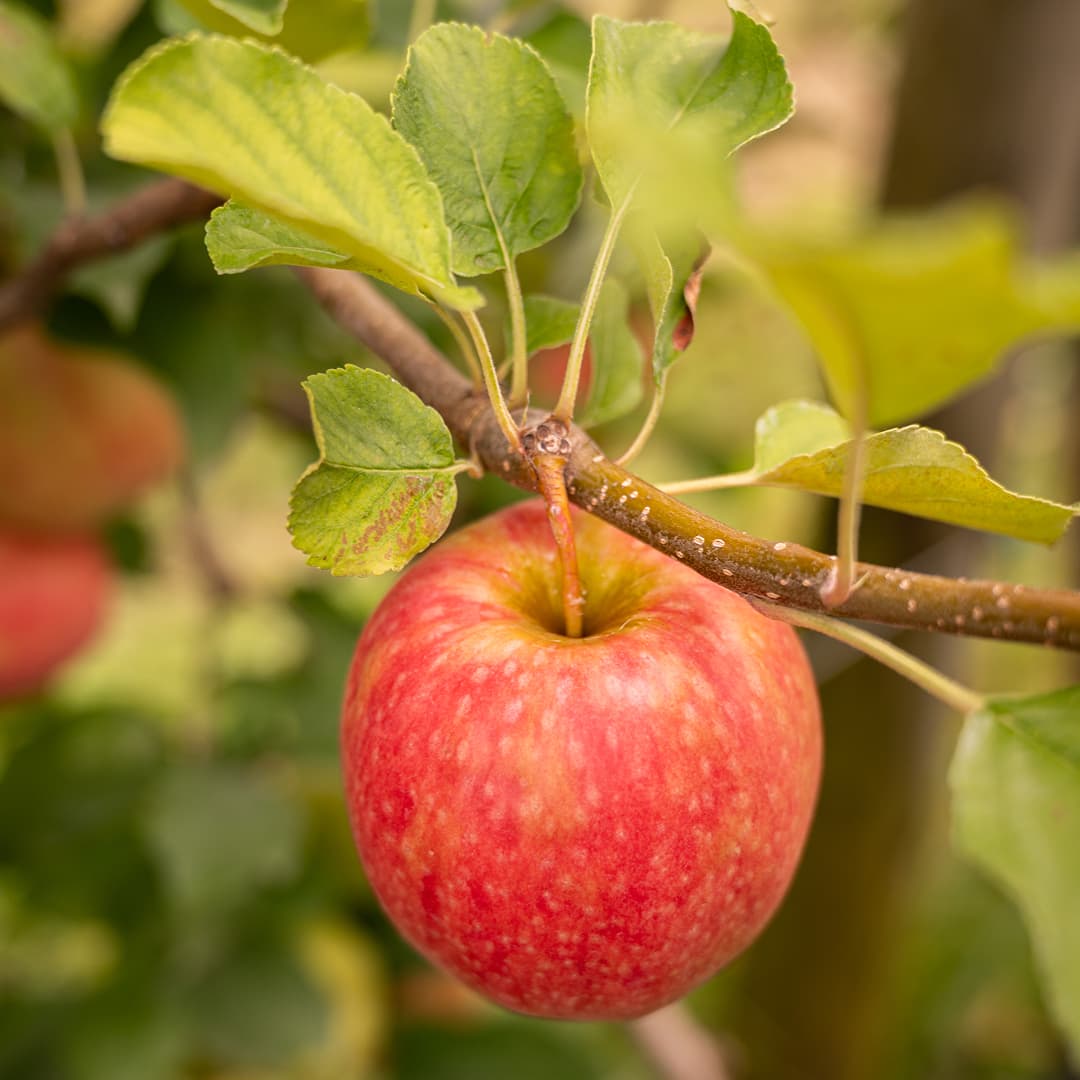 16,4 ha en vergers éco-responsables - Pommes Pink Lady - Arboriculture en Tarn-et-Garonne | Hectarea - 2