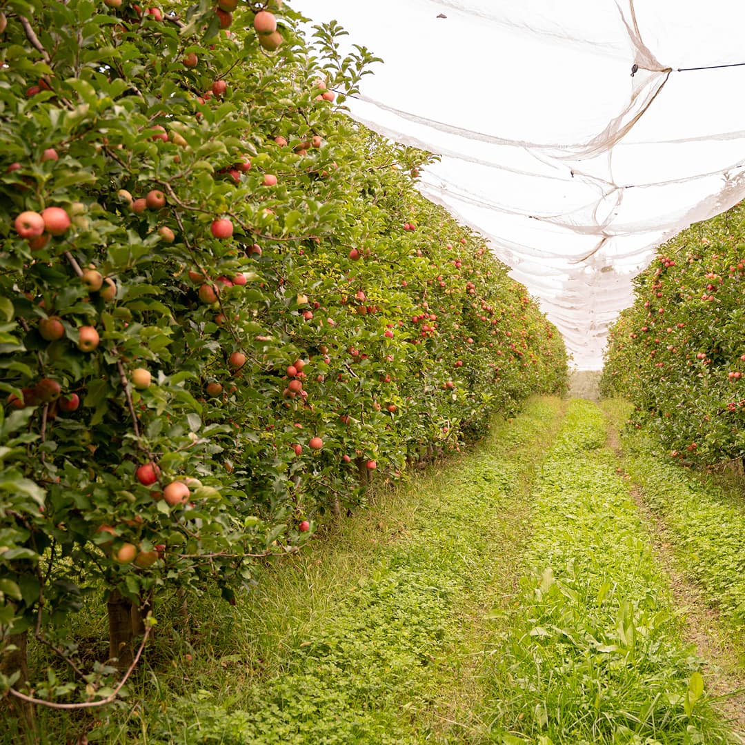 16,4 ha en vergers éco-responsables - Pommes Pink Lady - Arboriculture en Tarn-et-Garonne | Hectarea - 8