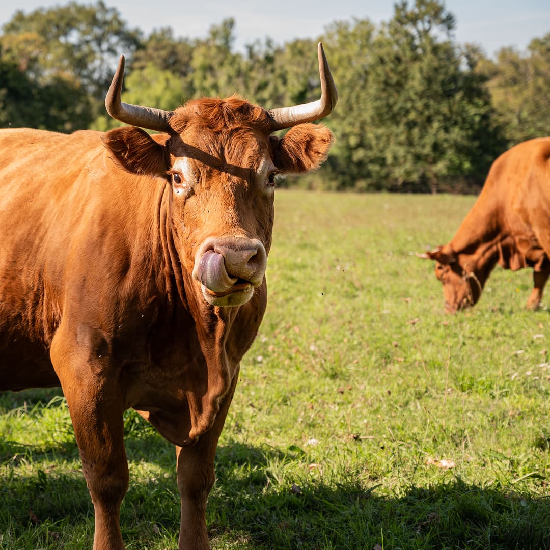 39,2 ha en élevage de vaches et brebis Limousines - Élevage en Nouvelle-Aquitaine | Hectarea - 3