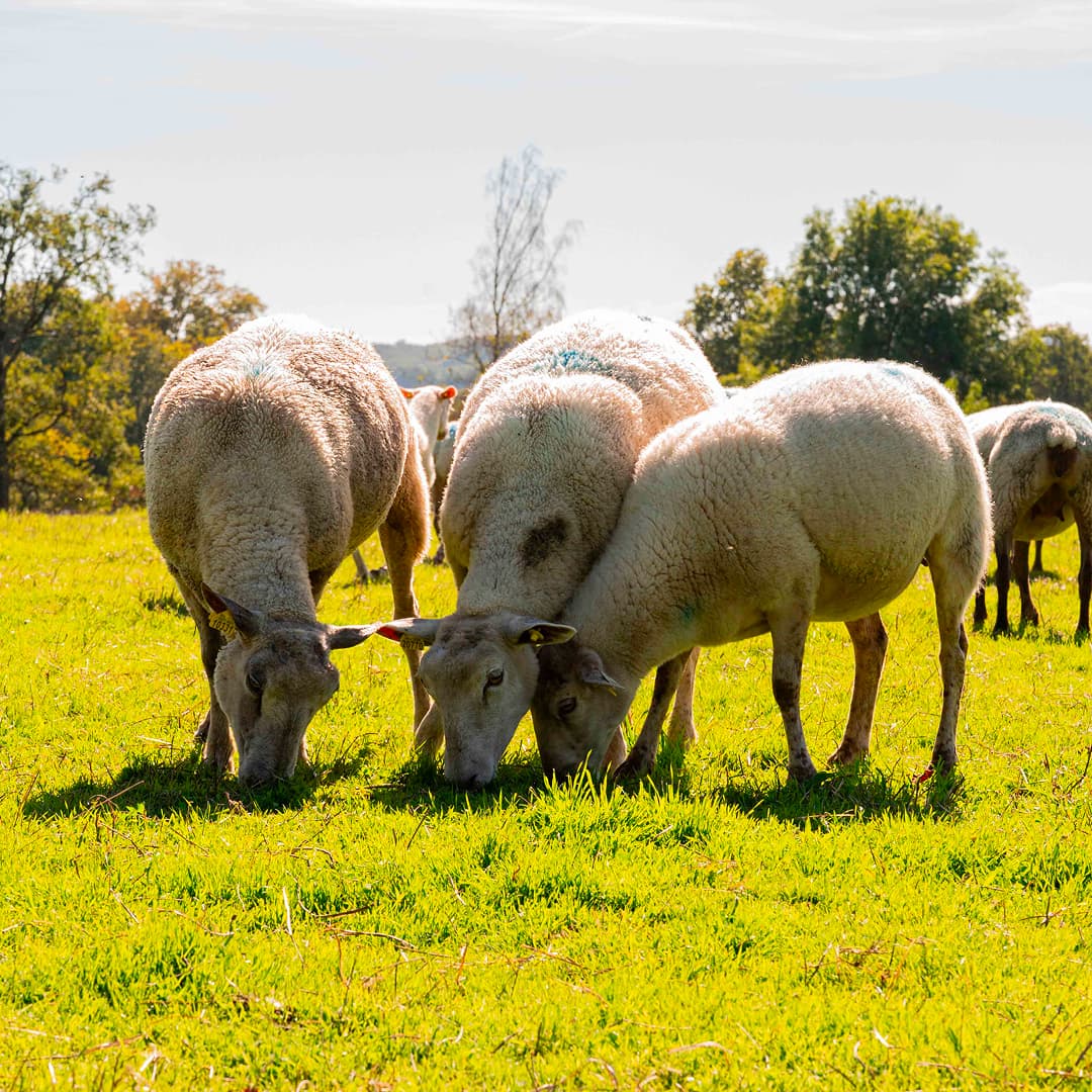 39,2 ha en élevage de vaches et brebis Limousines - Élevage en Nouvelle-Aquitaine | Hectarea - 4