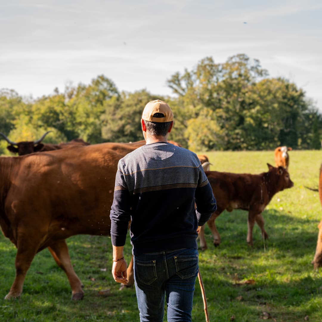 39,2 ha en élevage de vaches et brebis Limousines - Élevage en Nouvelle-Aquitaine | Hectarea - 6