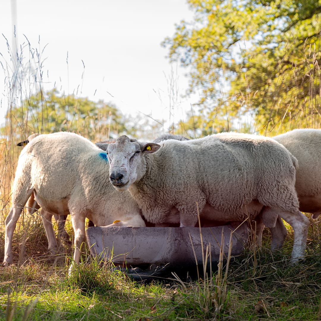 39,2 ha en élevage de vaches et brebis Limousines - Élevage en Nouvelle-Aquitaine | Hectarea - 7