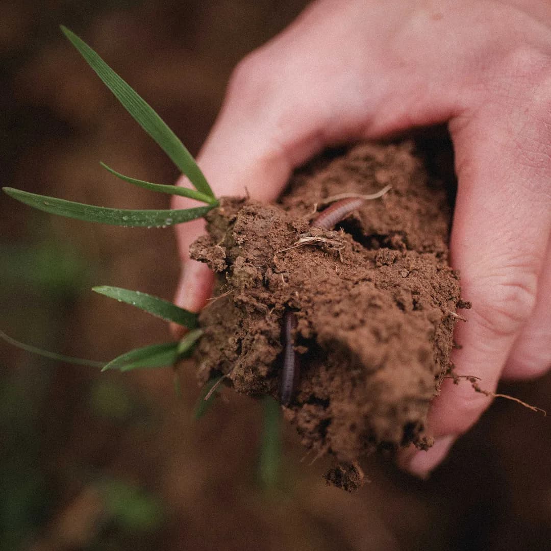 12,4 ha en céréales - Farines et huiles Bio - Céréales en Grand Est | Hectarea - 7