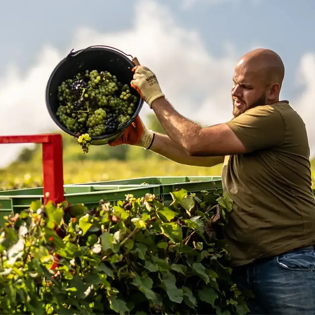 25,9 ares en vignes Bio - AOC Champagne et Coteaux-champenois - Viticulture en Hauts-de-France | Hectarea - 2