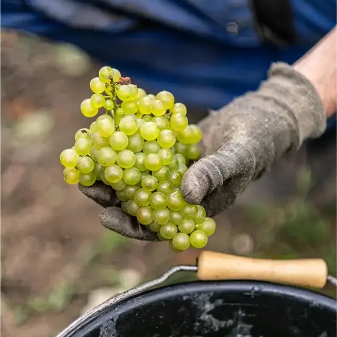 25,9 ares en vignes Bio - AOC Champagne et Coteaux-champenois - Viticulture en Hauts-de-France | Hectarea - 3