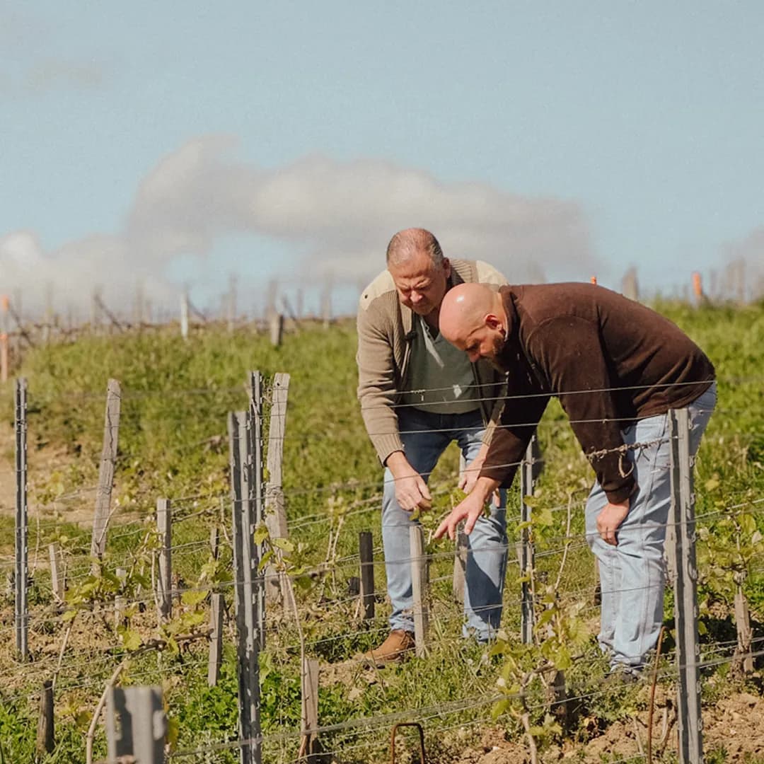 25,9 ares en vignes Bio - AOC Champagne et Coteaux-champenois - Viticulture en Hauts-de-France | Hectarea - 5