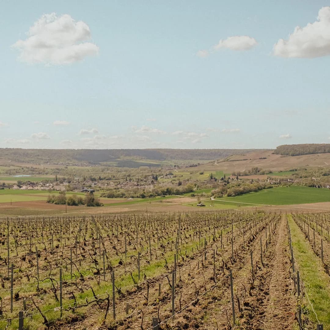 25,9 ares en vignes Bio - AOC Champagne et Coteaux-champenois - Viticulture en Hauts-de-France | Hectarea - 6