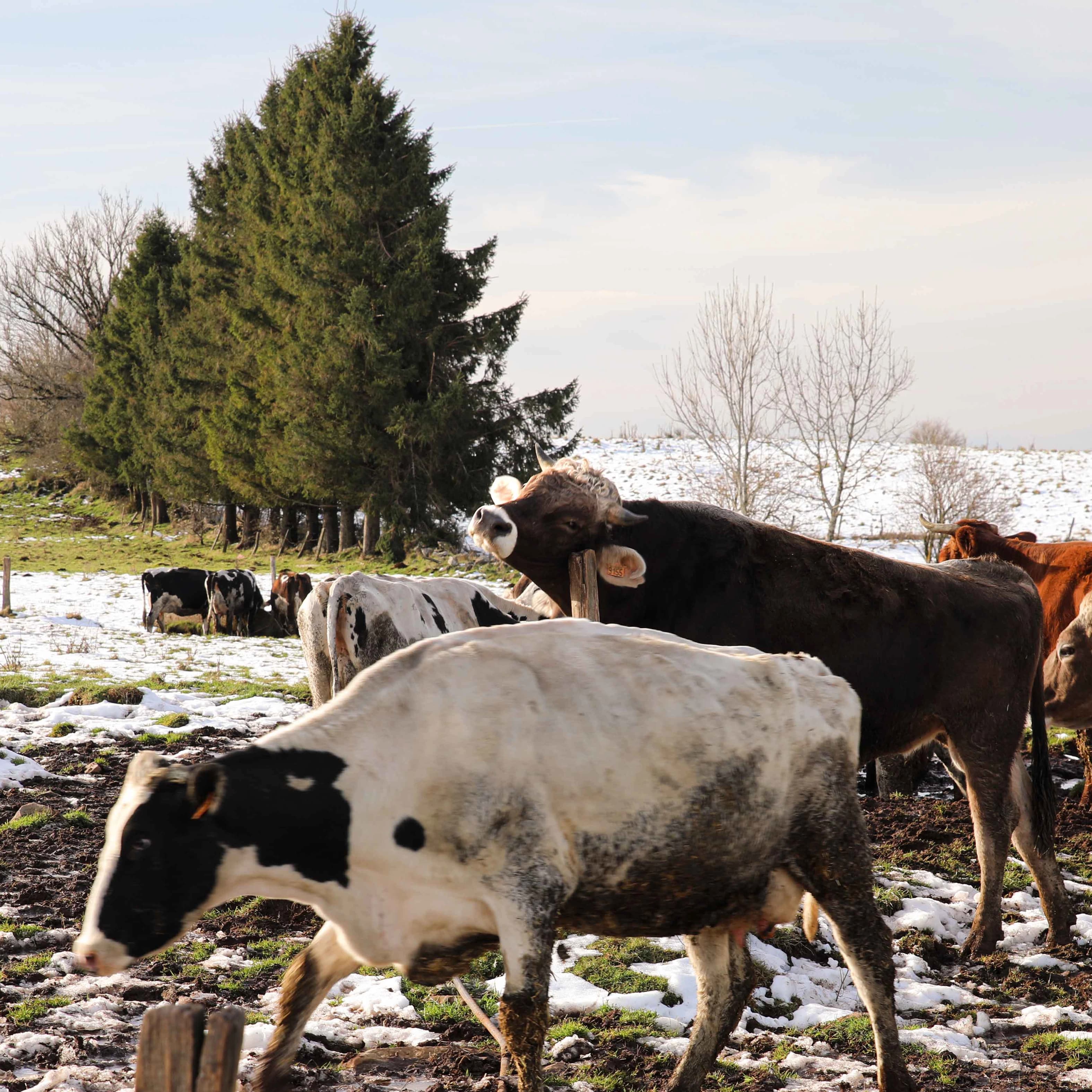 11,5 ha en élevage de vaches laitières - Cantal AOP - Élevage en Auvergne-Rhône-Alpes | Hectarea - 1