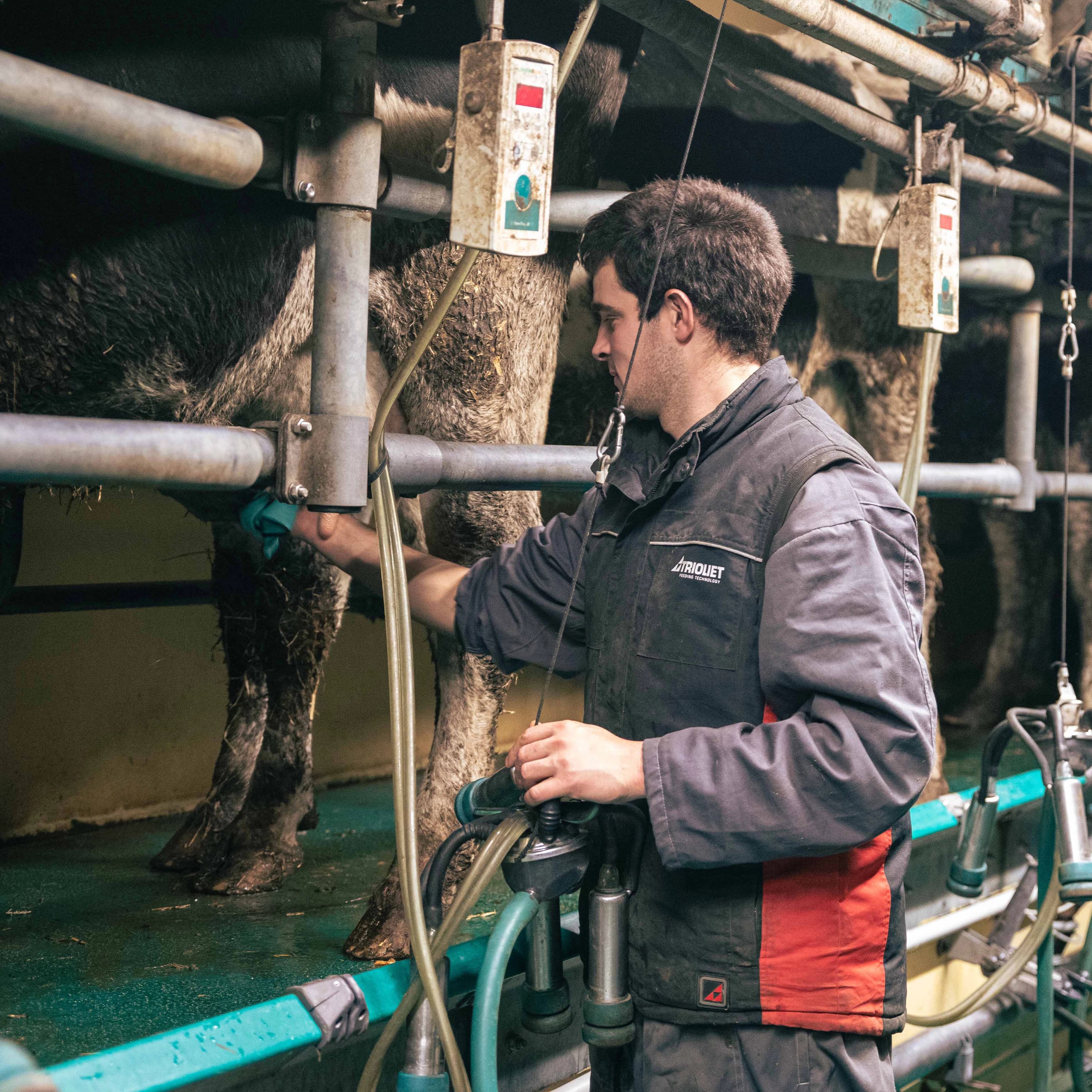 11,5 ha en élevage de vaches laitières - Cantal AOP - Élevage en Auvergne-Rhône-Alpes | Hectarea - 2