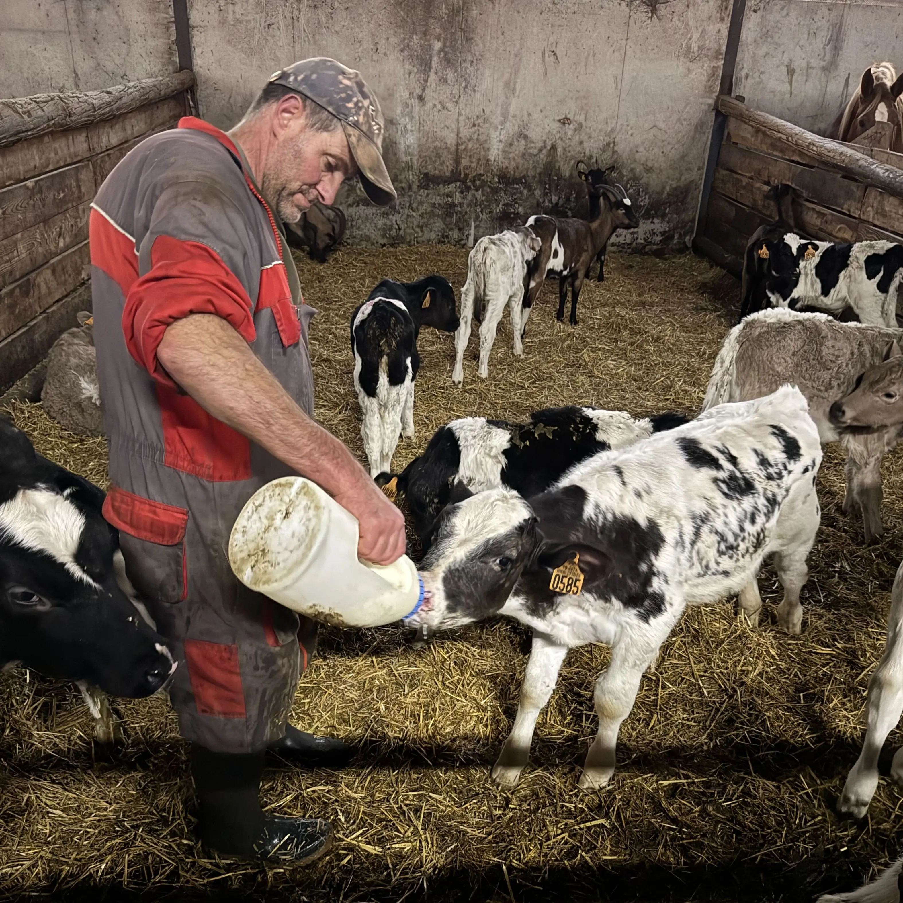 11,5 ha en élevage de vaches laitières - Cantal AOP - Élevage en Auvergne-Rhône-Alpes | Hectarea - 8