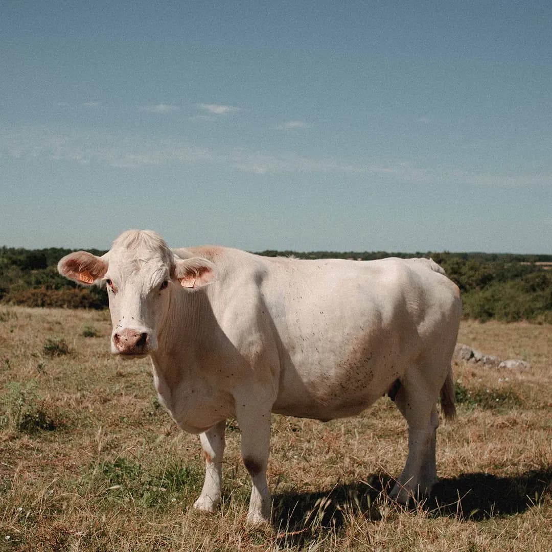 22 ha en polyculture et élevage de Charolaises - Élevage en Nouvelle-Aquitaine | Hectarea - 2