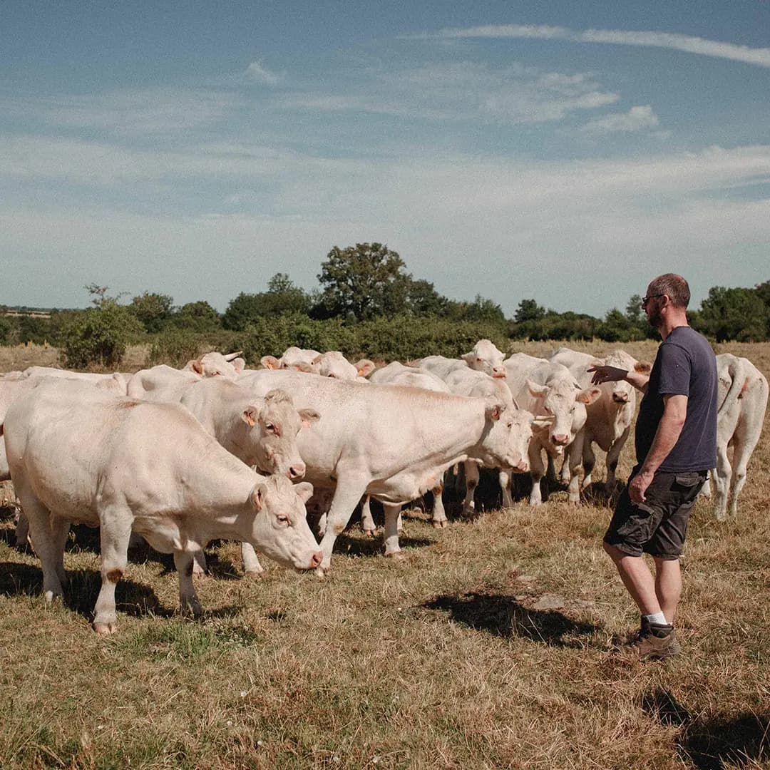 22 ha en polyculture et élevage de Charolaises - Élevage en Nouvelle-Aquitaine | Hectarea - 7