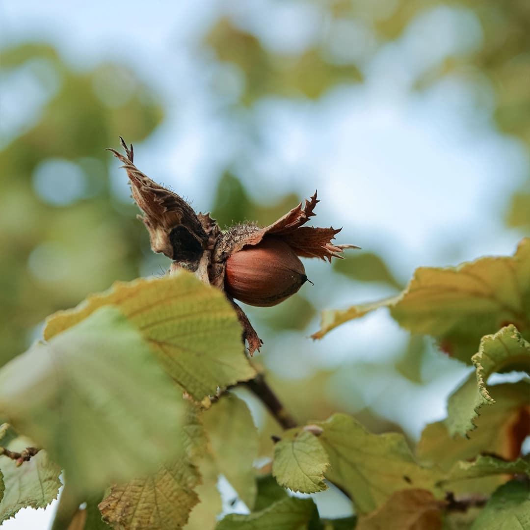 5,6 ha en nuciculture - culture de noisettes - Arboriculture en Nouvelle-Aquitaine | Hectarea - 1