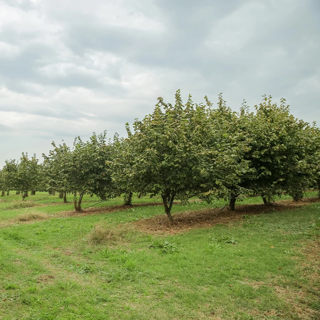 5,6 ha en nuciculture - culture de noisettes - Arboriculture en Nouvelle-Aquitaine | Hectarea - 2