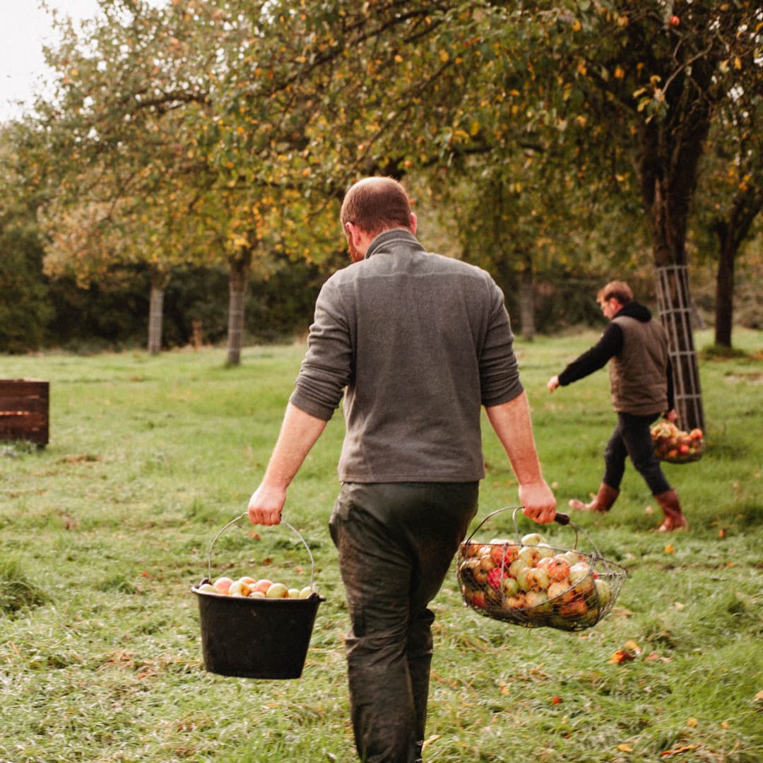 15,4 ha de vergers Bio Pays d’Auge - Cidre - Arboriculture en Normandie | Hectarea - 3