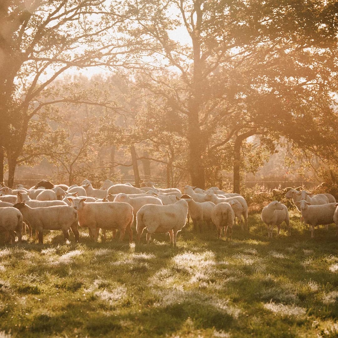 23,5 ha de prés en élevage de brebis Limousines - Élevage en Nouvelle-Aquitaine | Hectarea - 5