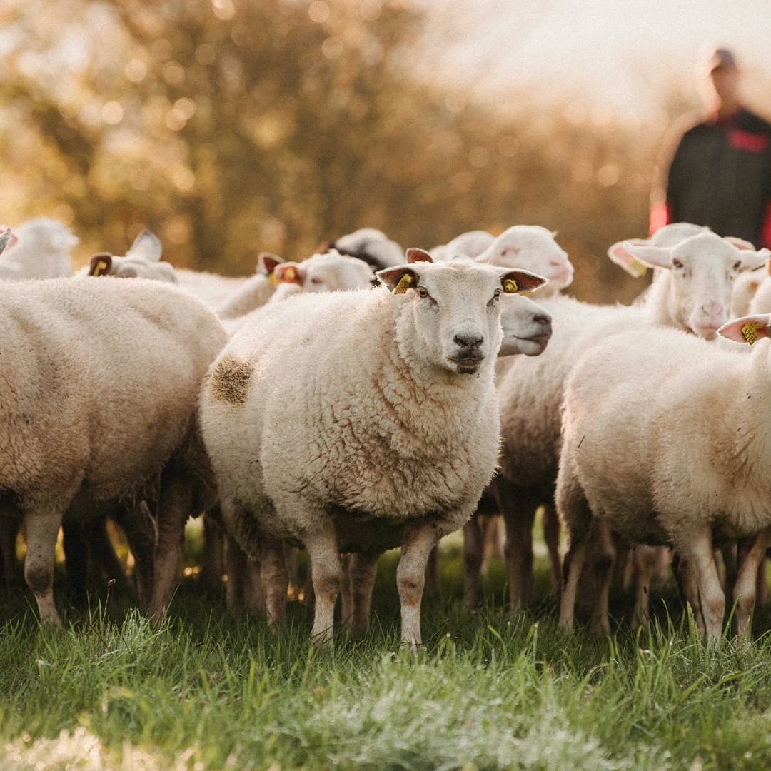 23,5 ha de prés en élevage de brebis Limousines - Élevage en Nouvelle-Aquitaine | Hectarea - 7