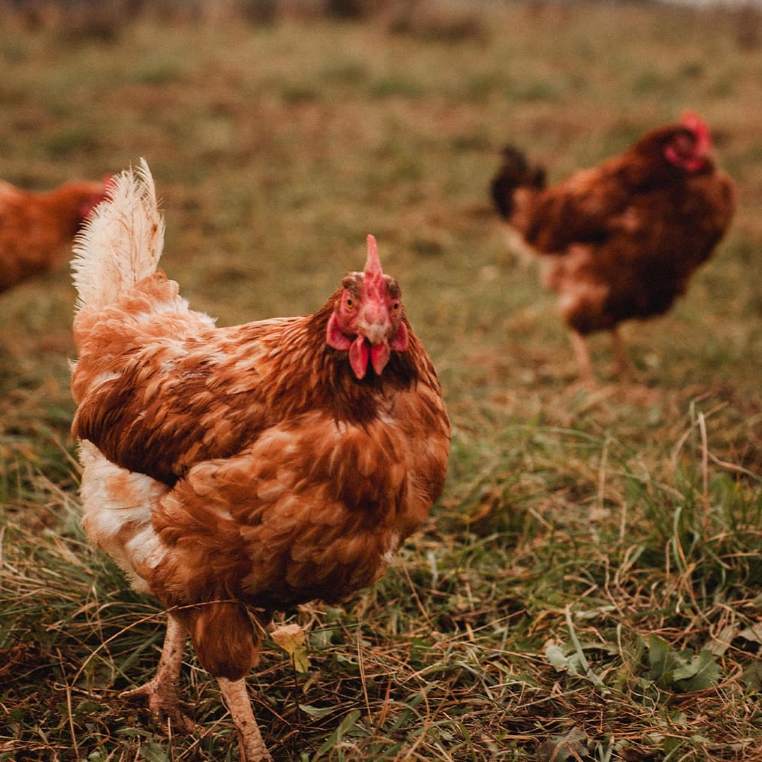 5 ha en maraîchage et élevage avicole Bio - Maraîchage en Auvergne-Rhône-Alpes | Hectarea - 1