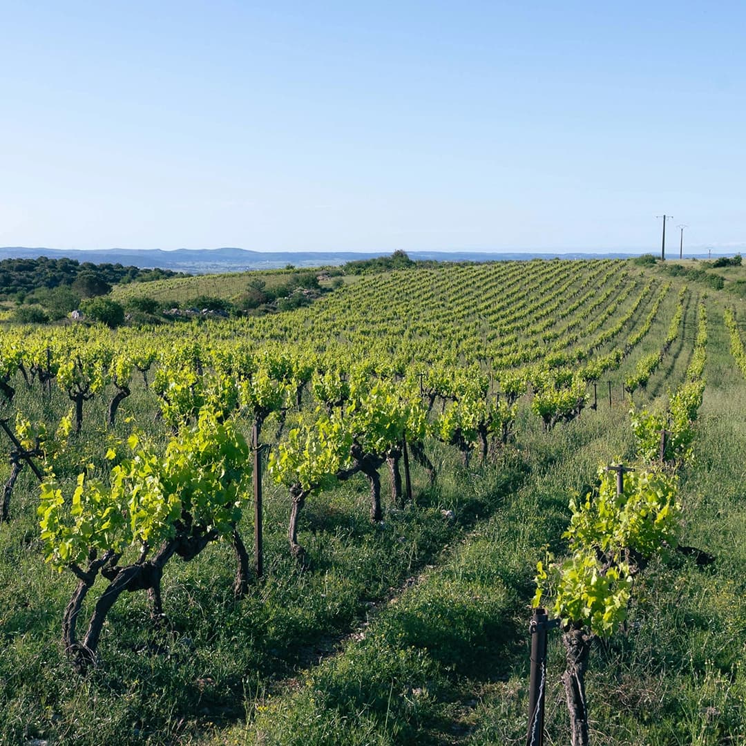 3,2 ha de vignes Bio Terrasses du Larzac - Viticulture en Occitanie | Hectarea - 9