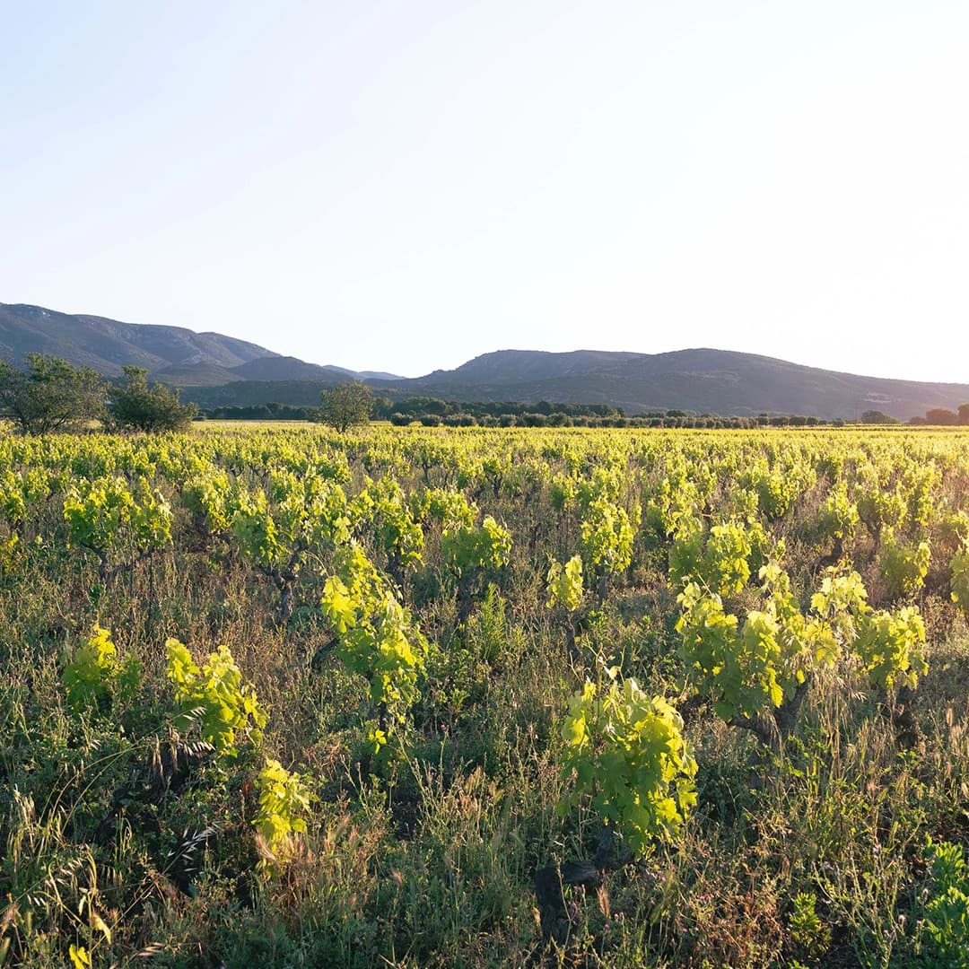 3,2 ha de vignes Bio Terrasses du Larzac - Viticulture en Occitanie | Hectarea - 1