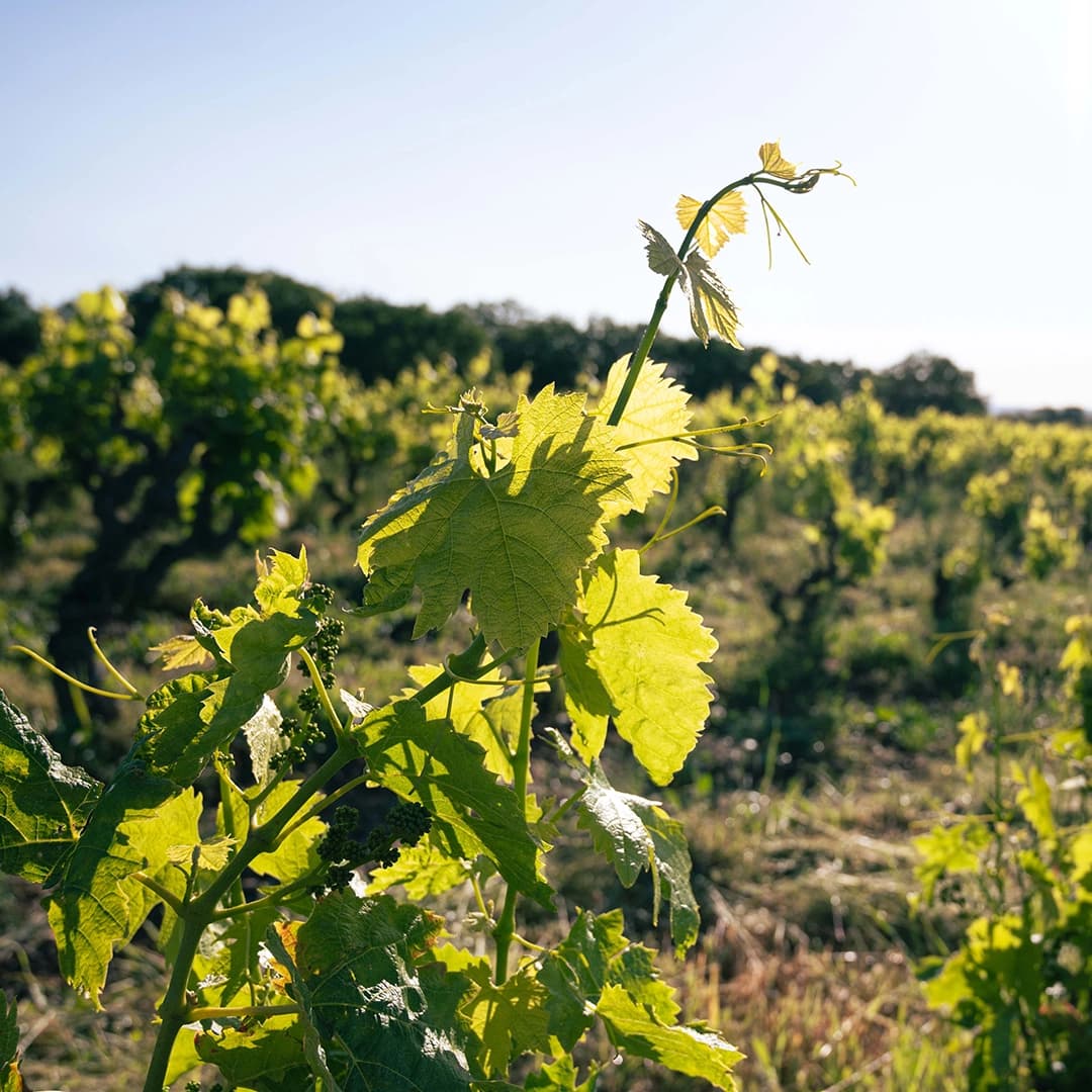 3,2 ha de vignes Bio Terrasses du Larzac - Viticulture en Occitanie | Hectarea - 2
