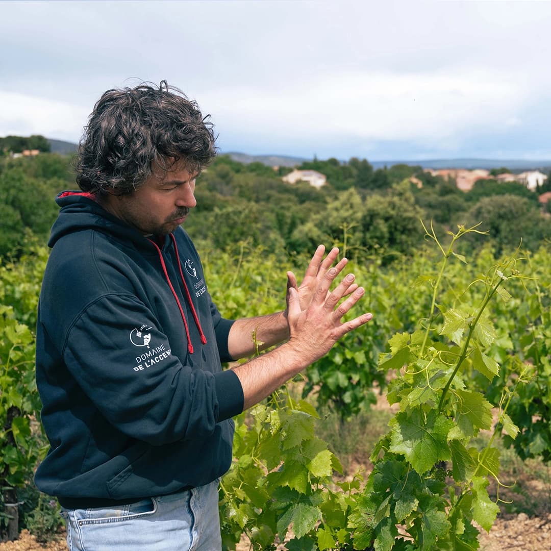 3,2 ha de vignes Bio Terrasses du Larzac - Viticulture en Occitanie | Hectarea - 3
