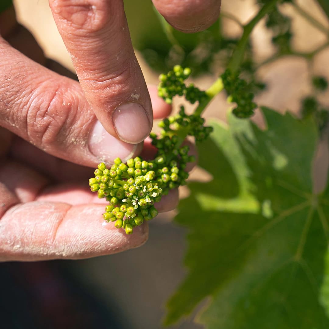 3,2 ha de vignes Bio Terrasses du Larzac - Viticulture en Occitanie | Hectarea - 5