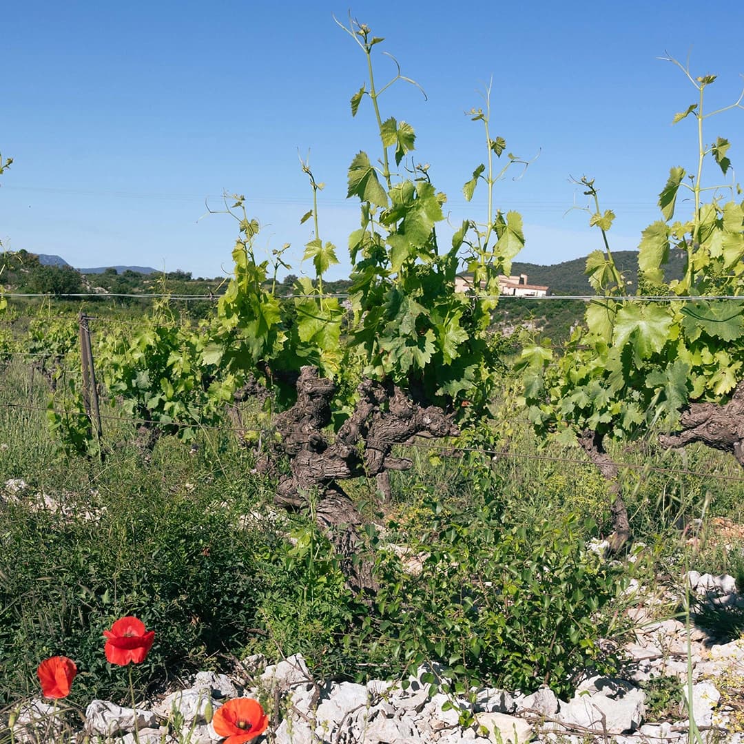 3,2 ha de vignes Bio Terrasses du Larzac - Viticulture en Occitanie | Hectarea - 6