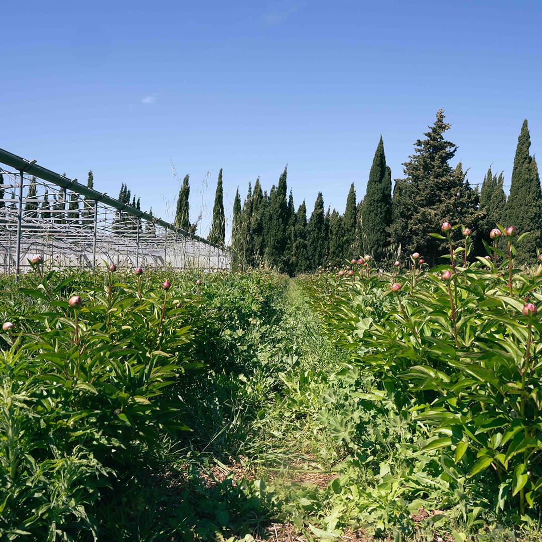 137 ares en culture éco-responsable de fleurs - Horticulture en PACA | Hectarea - 1