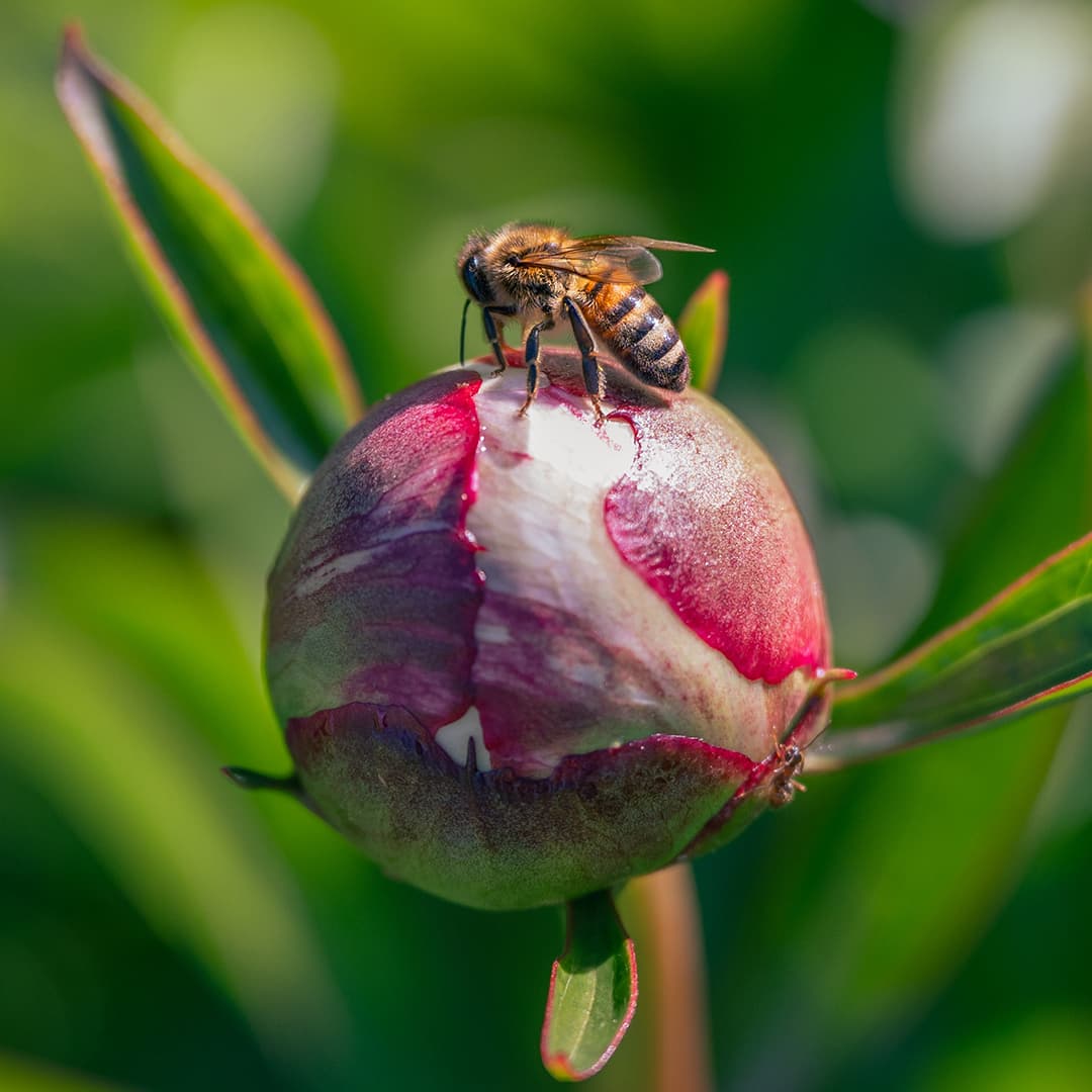 137 ares en culture éco-responsable de fleurs - Horticulture en PACA | Hectarea - 2