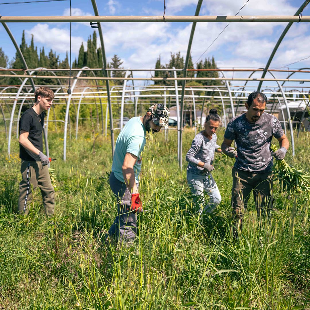 137 ares en culture éco-responsable de fleurs - Horticulture en PACA | Hectarea - 3