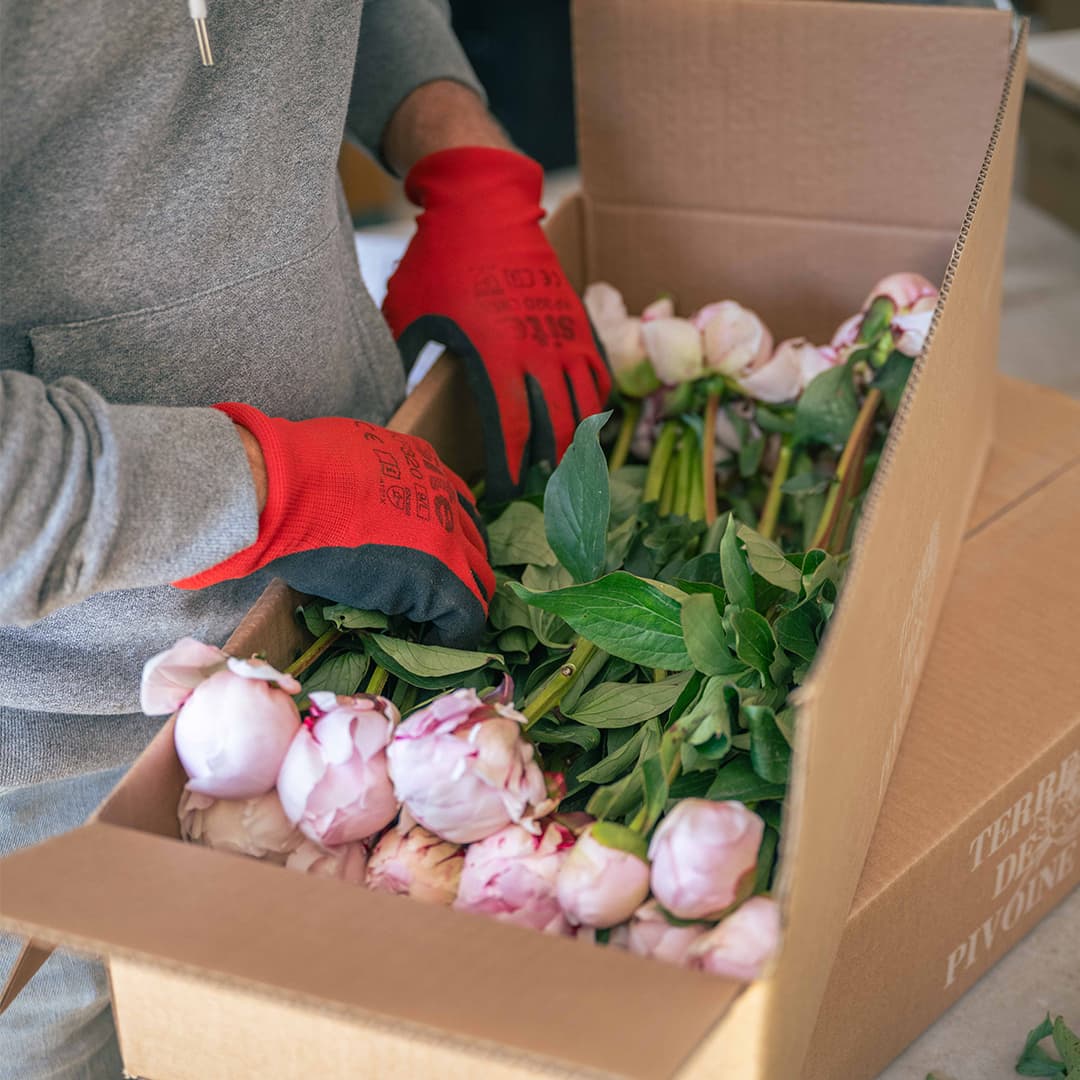 137 ares en culture éco-responsable de fleurs - Horticulture en PACA | Hectarea - 4