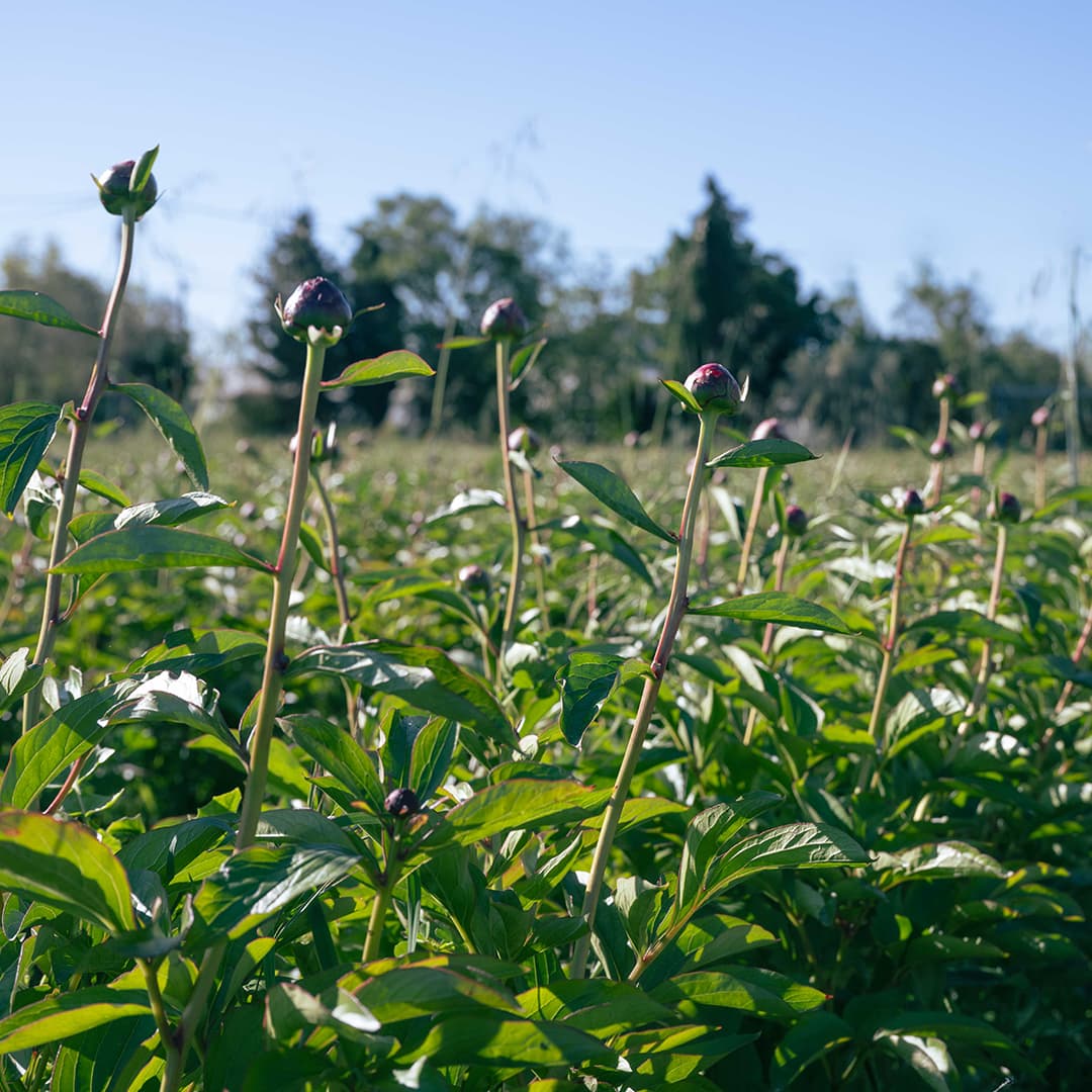 137 ares en culture éco-responsable de fleurs - Horticulture en PACA | Hectarea - 6