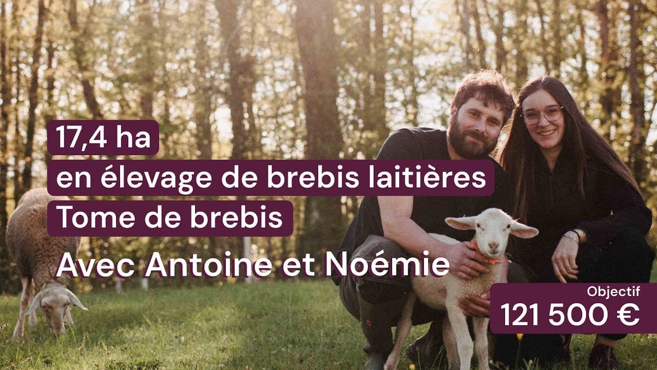 Vidéo - 17,4 ha en élevage de brebis laitières - Tome de brebis - Élevage en Auvergne-Rhône-Alpes | Hectarea