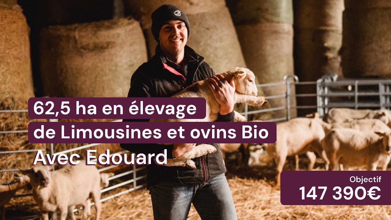 Vidéo - 62,5 ha en élevage de Limousines et ovins Bio - Élevage en Nouvelle-Aquitaine | Hectarea